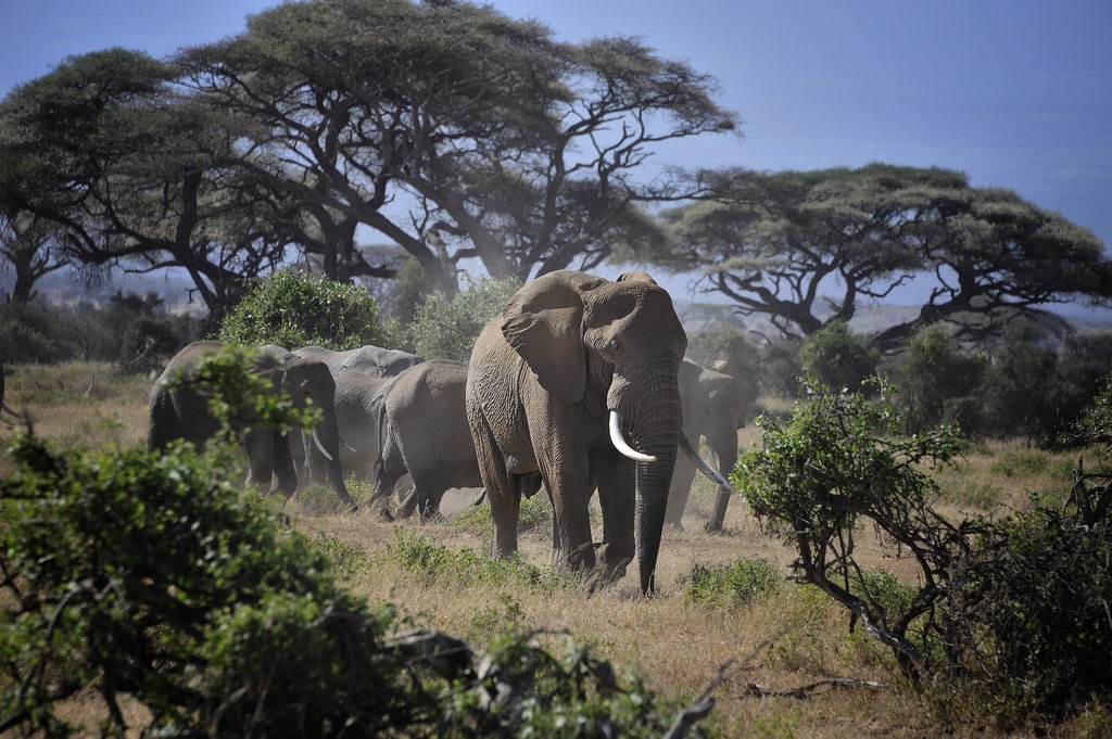 Day 3: Amboseli National Park