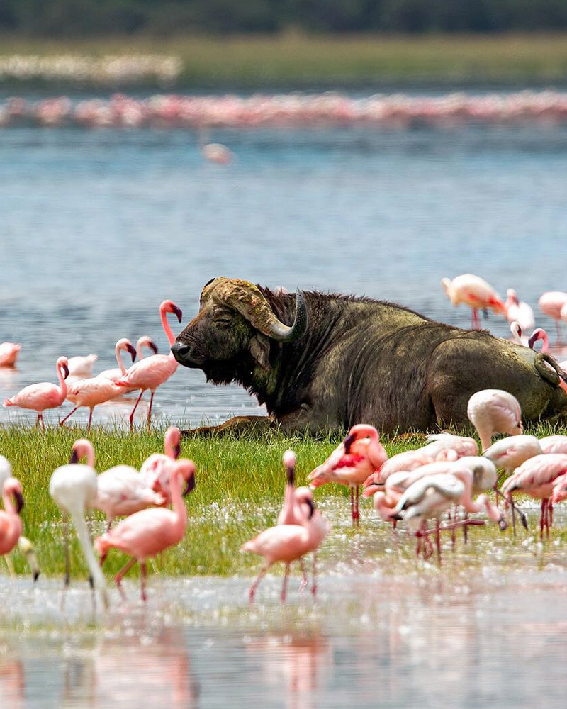 Day 5 :  Sweetwaters Game Sanctuary – Lake Nakuru National Park