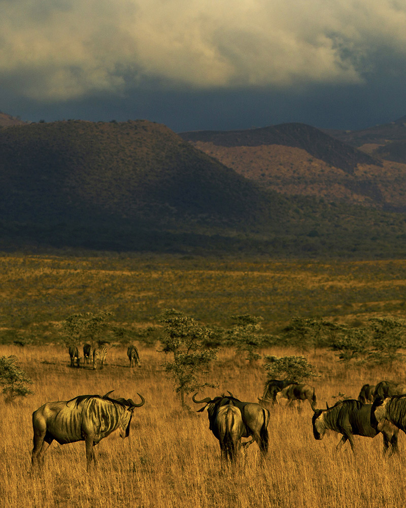 Day 5 :  Discover Masai Mara Game Reserve