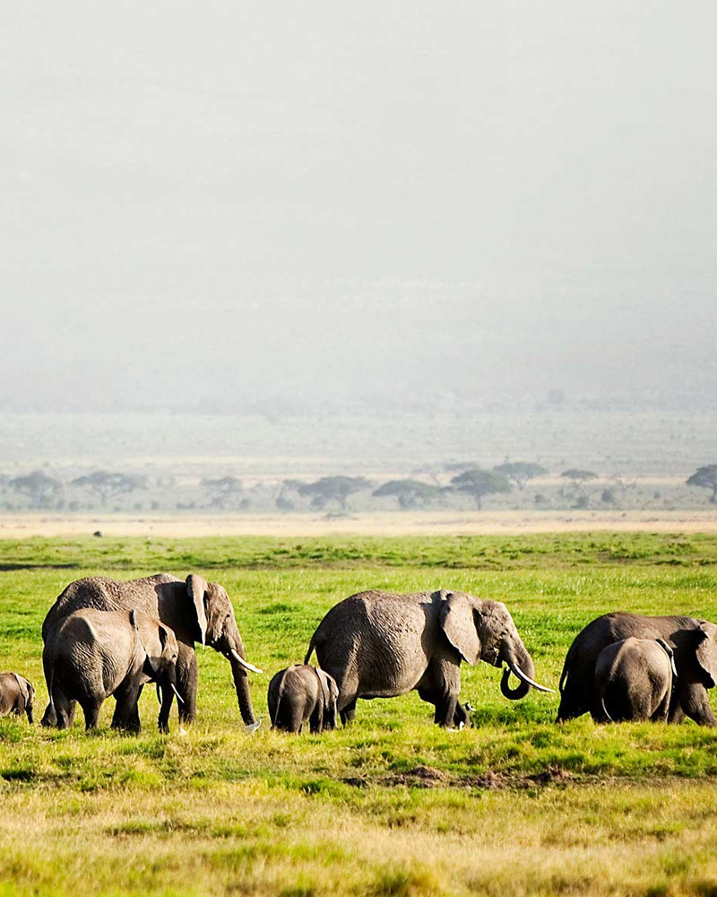Day 2 :  Nairobi – Drive To Amboseli National Park