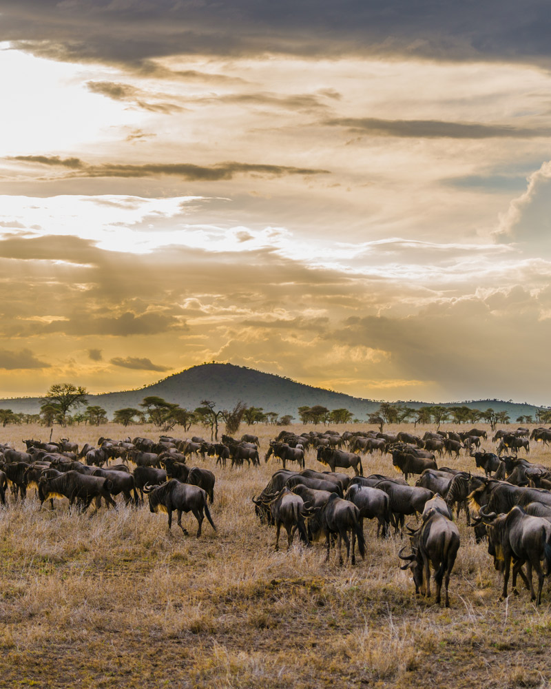 Day 7 : Serengeti – Isebania – Masai Mara Game Reserve – Kenya