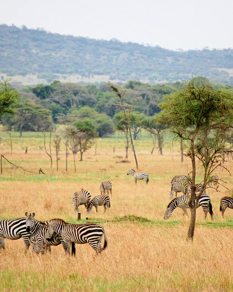 Day 6 : Serengeti National Park