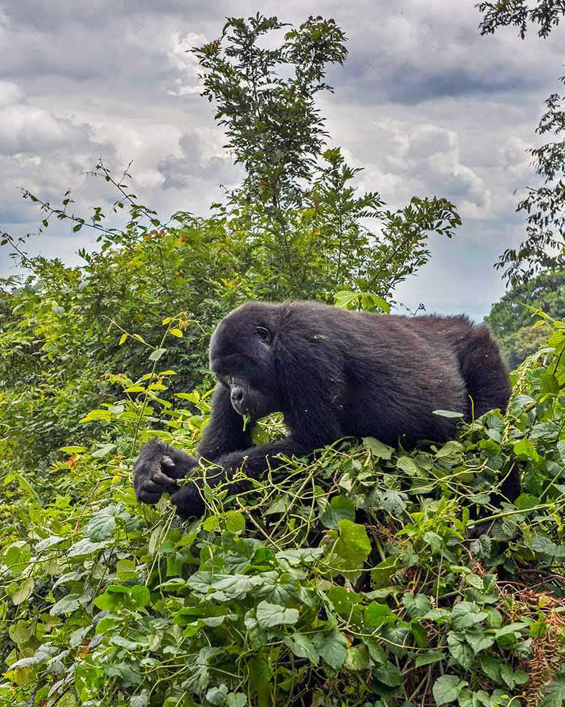 Day 2 : Gorilla Trekking Activity In Bwindi National Park