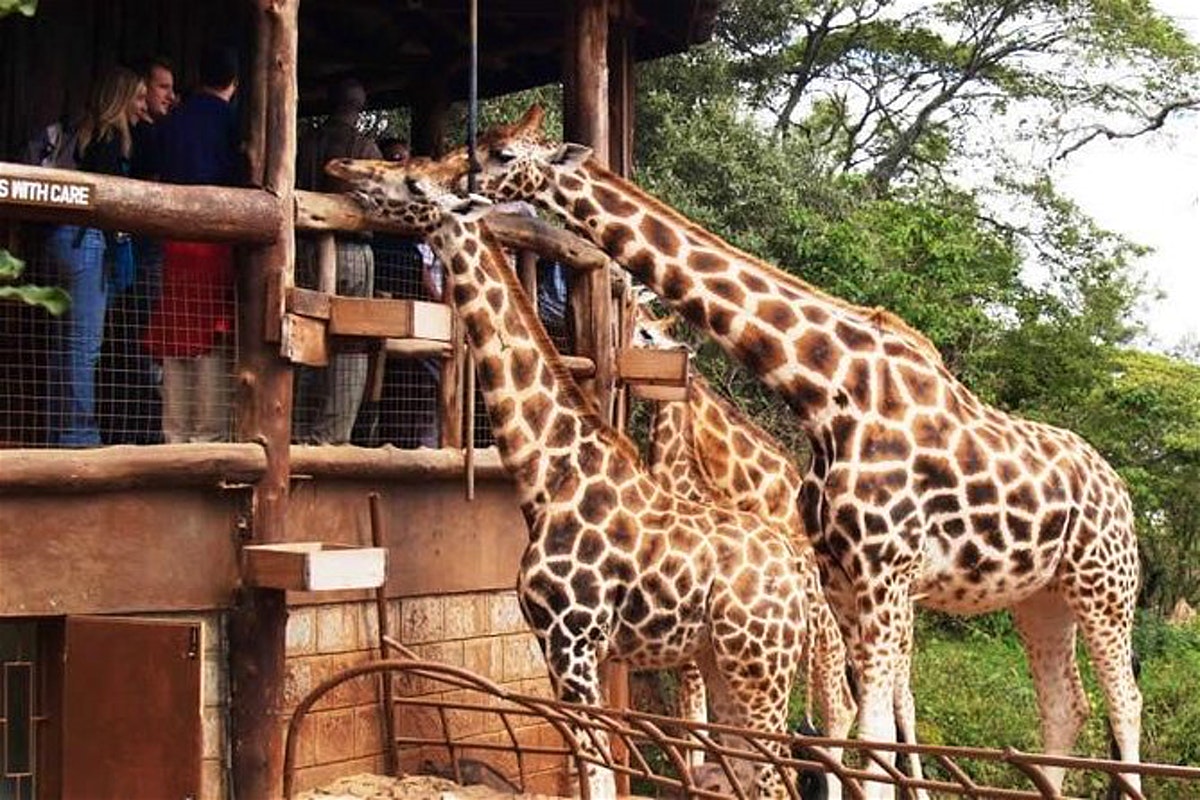 Day 02 Nairobi: Visit the Elephant Orphanage and the Giraffe Centre