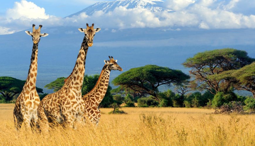 Trevaron Travel And Tours Ltd - Best Kenya Safari Operator