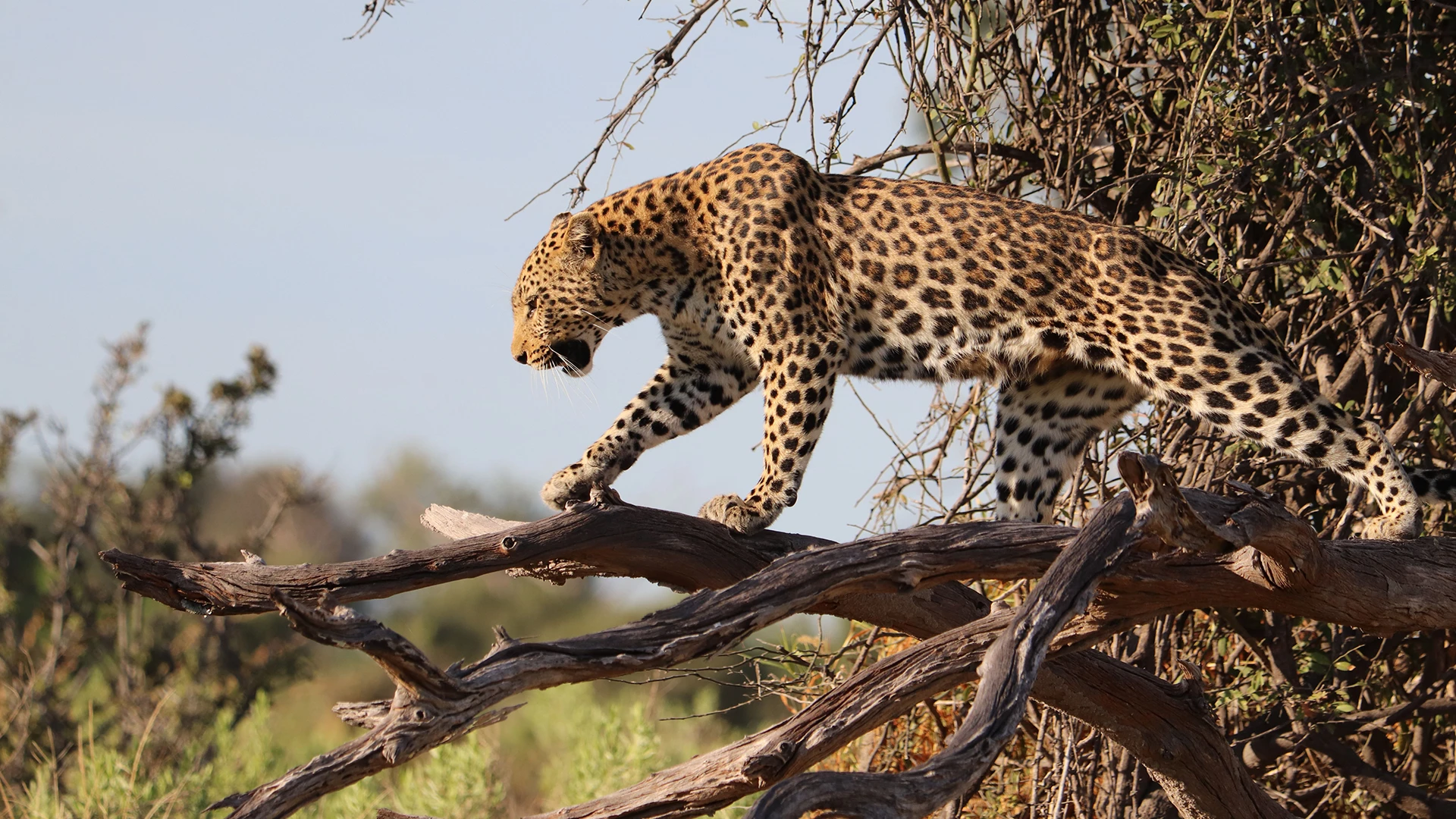 trevarontours