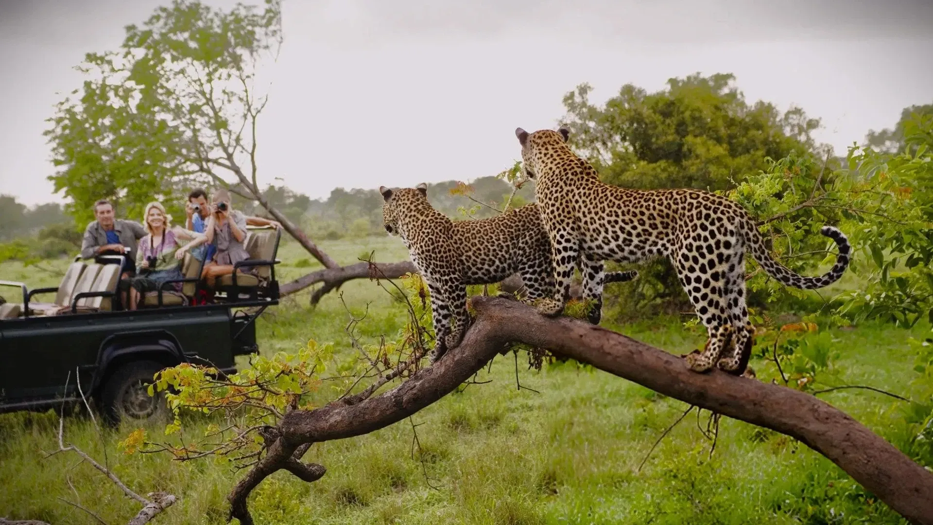trevarontours
