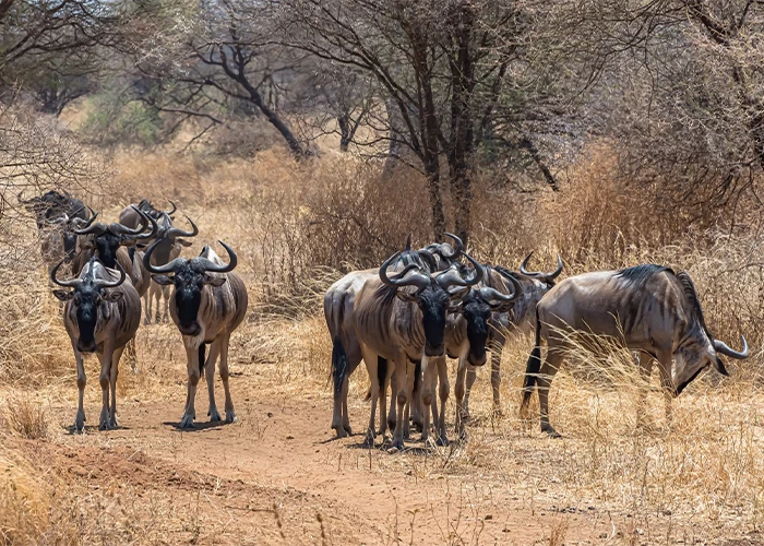 10-Day-Kenya-Northern-&-South-Photographic-Safari-Day-7