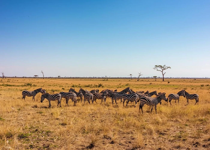 11-Day-Kenya-&-Tanzania-Great-Migration-Safari-Day-2