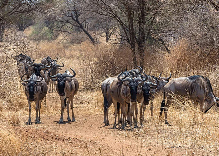 11-Day-Kenya-&-Tanzania-Great-Migration-Safari-Day-5-6