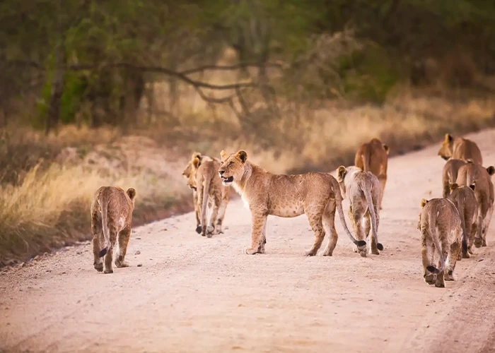 11-Day-Kenya-&-Tanzania-Great-Migration-Safari-Day-7