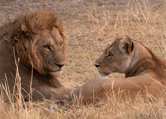 12-Day-Kenya-Photography-Safari-Day-3-4