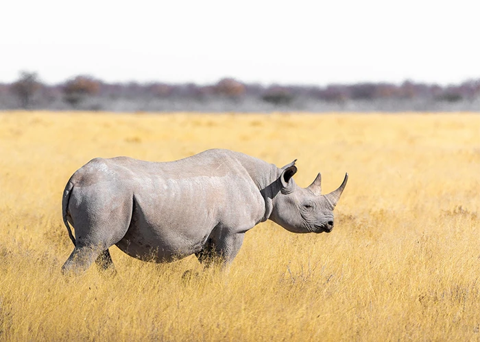 12-Day-Kenya-Photography-Safari-Day-6-7