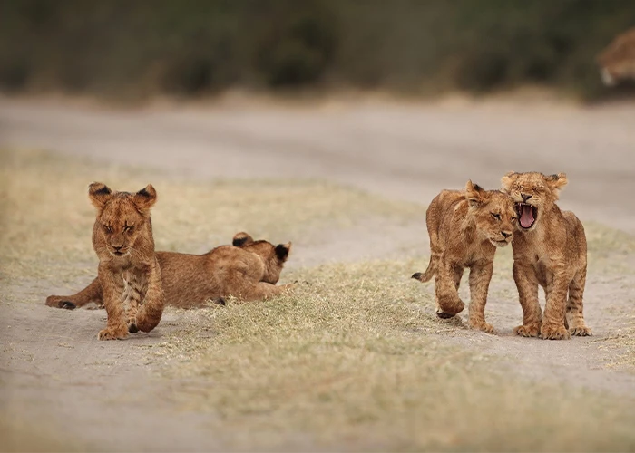 12-Day-Kenya-Photography-Safari-Day-9